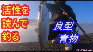 青物の活性を予測して釣る！堤防ライトショアジギング。ジギングフルモン235 [upl. by Nylodnew]