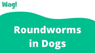 Roundworms in Dogs  Wag [upl. by Nica]