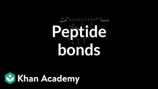 Peptide bonds Formation and cleavage  Chemical processes  MCAT  Khan Academy [upl. by Vallonia]