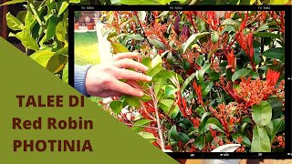 Red Robin da talea  PHOTINIA Come Fare TANTE Talee [upl. by Isyak]