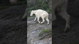 Incredible Goat Compilation Part 1  Unbelievable Goat Variety amp Charm in 60 Seconds goat shorts [upl. by Kesia]