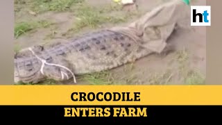 Watch 7ftlong crocodile enters village in Gujarats Vadodara [upl. by Volpe]