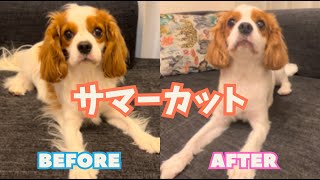 Eng Cavalier amp Chihuachshund Vlog 夏だ！ビールだ！サマーカットだ！！【キャバリアのアルトampチワックスのリリィ】 [upl. by Aynom]