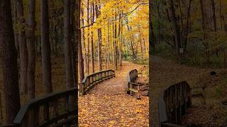 Exploring Fall Colors  Ritchey Woods Nature Preserve  Indiana  Stunning Autumn Scenery ytshorts [upl. by Nyloj]