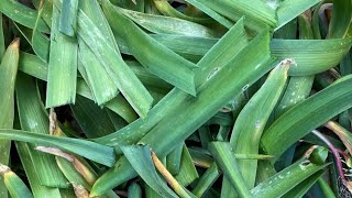 How to Manage Hyacinth Leaves After Blooms [upl. by Aihsenet]