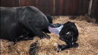 a miracle 😍 Birth of a Friesian horse Harm fan e Goëngamieden [upl. by Atinauj82]