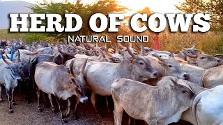 Herd of cows Videos  Cutes Cows Video [upl. by Werdnaed]