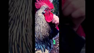 Two types of roosters 🐓 chicken animalshorts funnyshorts rooster birds ayamcemani pets [upl. by Wyly57]