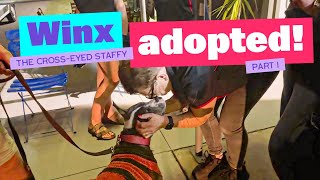 Winx the Cross Eyed American Staffy is getting ADOPTED Part 1 [upl. by Hsejar201]