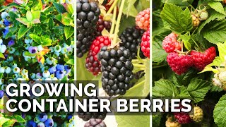 How to Grow Raspberries Blueberries and Blackberries in Containers [upl. by Mallina]