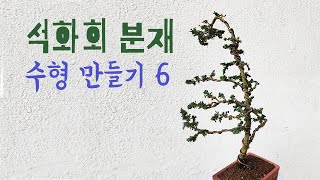 석화회분재 수형만들기6 sekka hinoki bonsai [upl. by Nitsyrk]