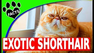 Exotic Shorthair Cats 101  10 Fun Facts [upl. by Rickie581]