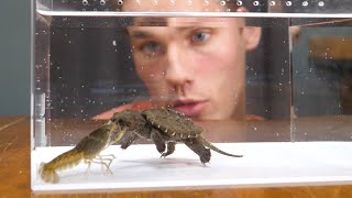 Baby Snapping Turtle vs Crayfish [upl. by Nolrev695]