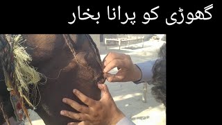 Surra l trypanosomiasis in horses Dr Shahzad Drishak [upl. by Annad]