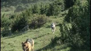 Caballos trashumantes del Pirineo [upl. by Aridni]