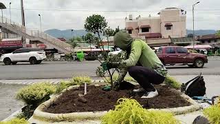 Replanting 🌱 landscaping gardening plantcare satisfying hardwork [upl. by Cobby]