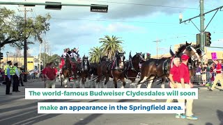 Worldfamous Budweiser Clydesdales are making appearances in Springfield [upl. by Broder]