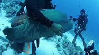 摩訶不思議？犬のようにじゃれるナポレオン！？ パラオダイビング Mysterious Humphead wrasse which frisks like a dogPalau [upl. by Baram]