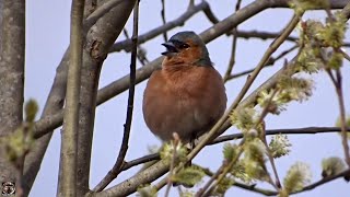 Голос зяблика  Finch voice зяблик finch chaffinch [upl. by Yregerg]