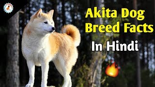 Akita Dog Breed Facts  In Hindi  Dog Facts [upl. by Yrehcaz]