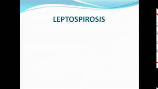 leptospirosis ppt [upl. by Nancie284]