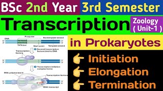 Transcription in Prokaryotes in HindiInitiation Elongation and TerminationTranscription in Hindi [upl. by Letsyrc12]