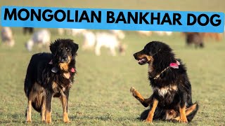 Mongolian Bankhar Dog  TOP 10 Interesting Facts [upl. by Anaehs576]