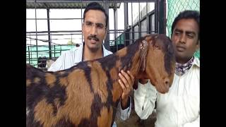 MrSagar Shinde Goat Farming Success Story  शेळी पालन  Oxygoat Farm Satara [upl. by Adiell]