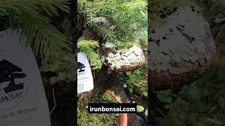 Picea abies prebonsai irunbonsaicom [upl. by Levinson]