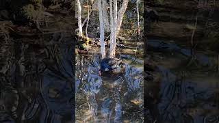 Australasian swamphen Porphyrio melanotus stopped foraging to groom itself [upl. by Tennes861]