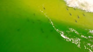 Big group of sharks Keurboomstrand  Plettenberg bay [upl. by Edwina]