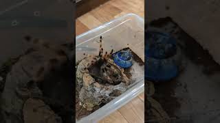 Nhandu coloratovillosus  l1213 spider tarantula пауки spiders [upl. by Kimura]