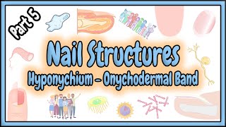 53 Hyponychium  Onychodermal Band  Nail Structures [upl. by Cerys]