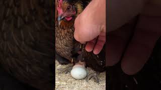 Baby chick in August New rooster is putting in work chickens farming [upl. by Haye667]