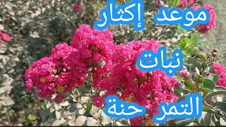 موعد إكثار وزراعة نبات التمر حنة بالعقل Lawsonia inermis [upl. by Akienahs174]