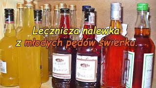 Lecznicza nalewka z młodych pędów świerku [upl. by Edrei]