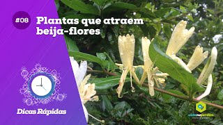 Plantas que atraem beijaflores [upl. by Buffy]