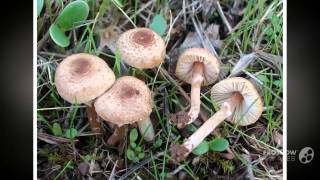 Lepiota helveola  fungi kingdom [upl. by Llenal]