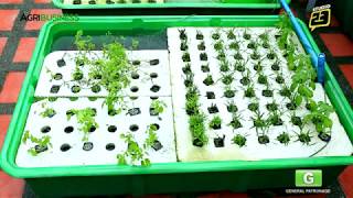 MADE Aquaponics Philippines Part 2 of 2 [upl. by Silloc784]