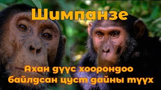 Шимпанзе сармагчингуудын цуст дайны түүх Гоё түүхүүд Goe tuuhuud mongol heleer kino tuuh Goy tvvh [upl. by Linsk]