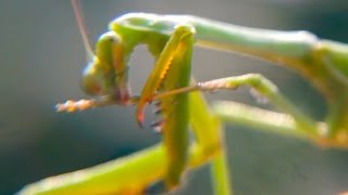 Praying Mantis HD Alien Bug Mantis Mantodea AWESOME BUGS [upl. by Anitsugua]