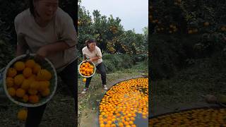 Beautiful Fresh Sweet Orange 🍊🍊 Fruit Harvest from Farm With Rural Farmer 🧐 shorts youtubeshorts [upl. by Woodward]