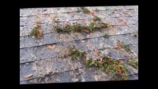 Killing the moss and Ferns on your roof [upl. by Car]