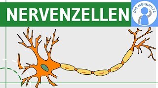 Bau amp Funktion von Nervenzellen  Nervensystem einfach erklärt  Neurobiologie [upl. by Ruben]