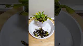 ハエトリソウのお手入れ 2024 12 12 観葉植物 食虫植物 ハエトリソウ [upl. by Erme]