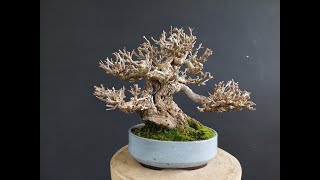 Michelangelo Bonsai New PlayList Small Size [upl. by Nnaeirual]