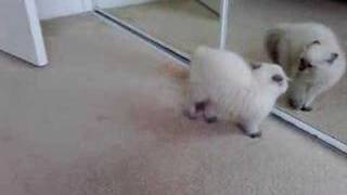 Ragdoll Kitten Goes Crazy by Own Reflection [upl. by Nyliram]