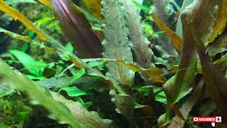 Cryptocoryne undulata [upl. by Aikas1]