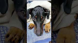 Handsome boy😍 trending ytshorts funny pets song [upl. by Stanwinn265]