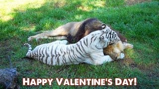 BIG CAT Valentines Day [upl. by Ehrlich]